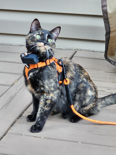 Esme (Adopted 2023)