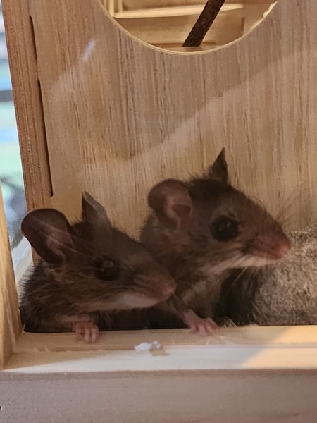 Nip & Rime (Adopted 2024)