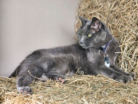 Luna (Adopted 2008 Stafford County Animal Shelter)