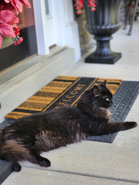 Skoll (Adopted 2010 - Last Chance Animal Rescue)