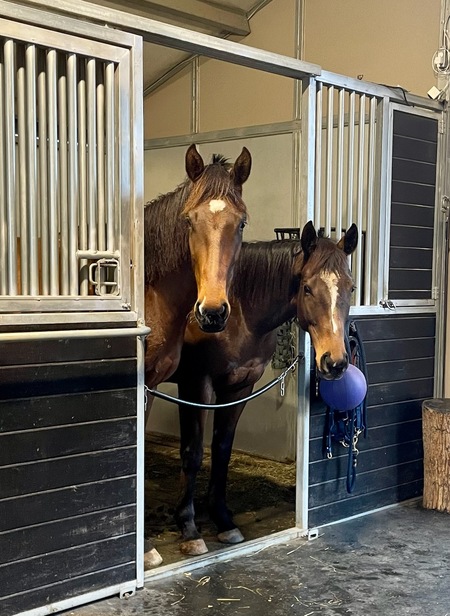 Skip & Ink (Adopted 2023 - Mid-Atlantic Horse Rescue)