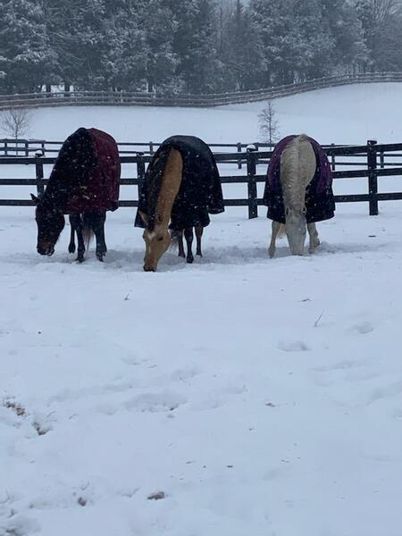 Sal, Java, & Roo