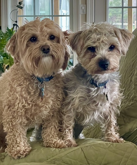 Ziggy & Marley