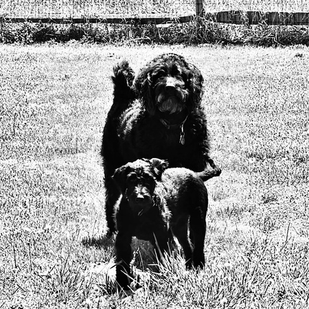 Ozzy & Lenny