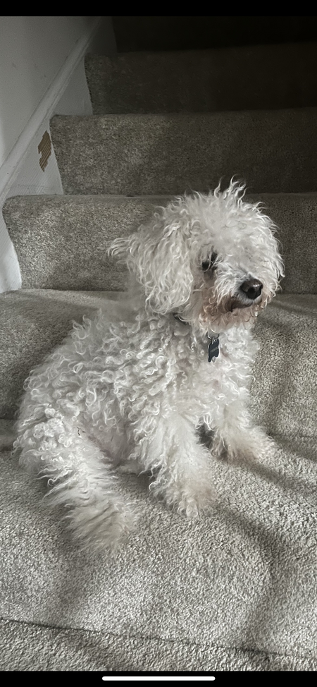 Entry image for Molly. Clicking this image will show a larger photo