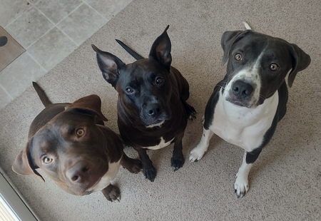 Entry image for Atlas, Remi, and Gracie. Clicking this image will show a larger photo