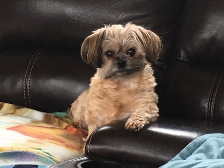 Entry image for Sookie. Clicking this image will show a larger photo