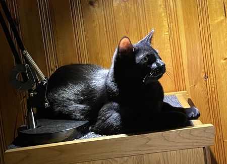 Entry image for Scout. Clicking this image will show a larger photo