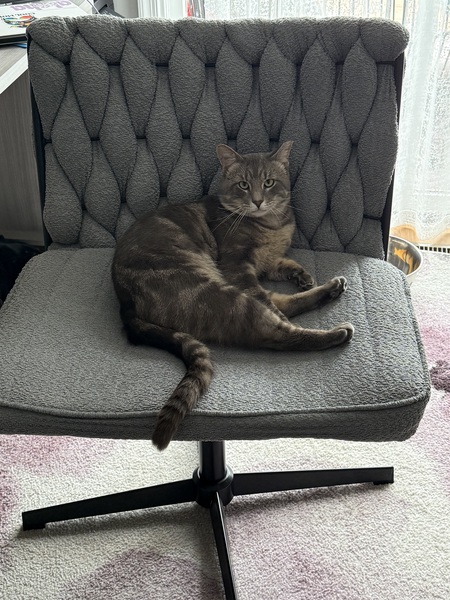 Entry image for Shadow. Clicking this image will show a larger photo