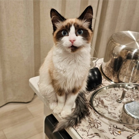 Entry image for Coco. Clicking this image will show a larger photo