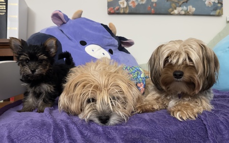 Entry image for Cosette, Hazel, Juni. Clicking this image will show a larger photo