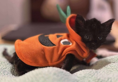 Entry image for Frankie. Clicking this image will show a larger photo