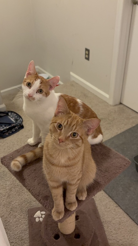 Entry image for Ringo and Jack. Clicking this image will show a larger photo