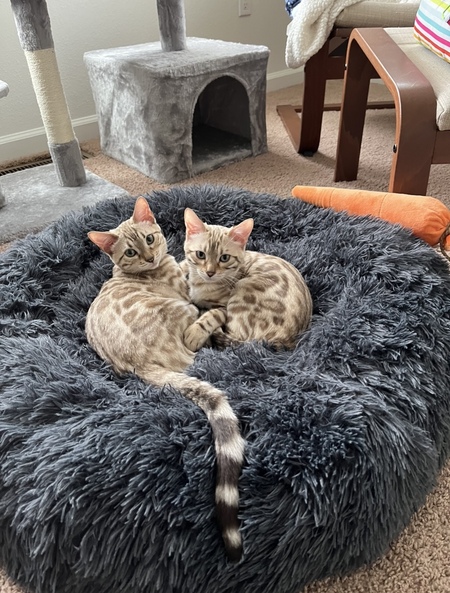 Entry image for Duke & Duchess. Clicking this image will show a larger photo