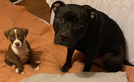 Entry image for Mary Jane and Ace. Clicking this image will show a larger photo