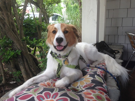 Flynn 