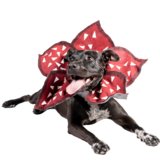 Entry image for Jovie the  Demogorgon & The 2022 Parade Mascot