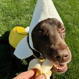 Entry image for Goose - A Chocolate Banana! 🍌 