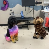 Entry image for Bentley(sunset) & Light(giraffe)