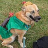 Entry image for Mango, Robin Hood (Disney cartoon fox version!)