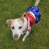 Entry image for Bindi wonder woman