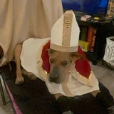Entry image for Pope Roman 