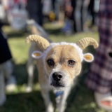 Entry image for Cornbread as a Baaadd Goat
