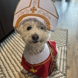 Entry image for Pope Lily 