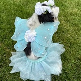 Entry image for Gracie Mei- The fairy treatmother