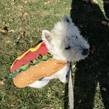 Entry image for Elton the Hot Dog 🌭 
