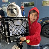 Entry image for Benson the pug as ET