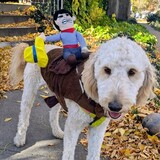 Entry image for Penny the rodeo bucking bronco!