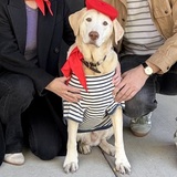 Entry image for Nelly, Paw-risian Chic 