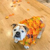 Entry image for Pistachio the cutest pile of Fall Leaves