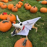 Entry image for Timon as Zero from The Nightmare Before Christmas 