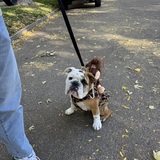 Entry image for George - Caveman 