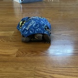 Entry image for Speedy as Batman