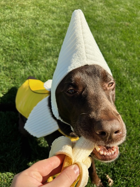 Entry image for Goose - A Chocolate Banana! 🍌 . Clicking this image will show a larger photo