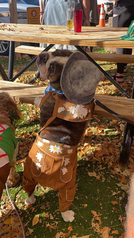 Entry image for Burton German Lederhosen . Clicking this image will show a larger photo