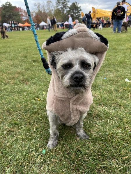 Entry image for Alphen, raccoon. Clicking this image will show a larger photo