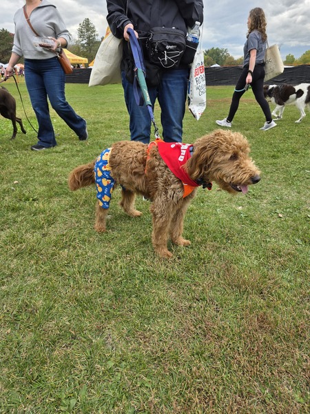 Entry image for Otis. Clicking this image will show a larger photo