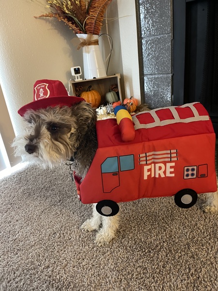 Entry image for Stanley - Fire Truck. Clicking this image will show a larger photo