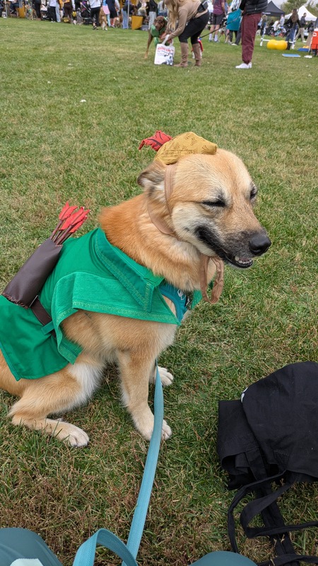 Entry image for Mango, Robin Hood (Disney cartoon fox version!). Clicking this image will show a larger photo