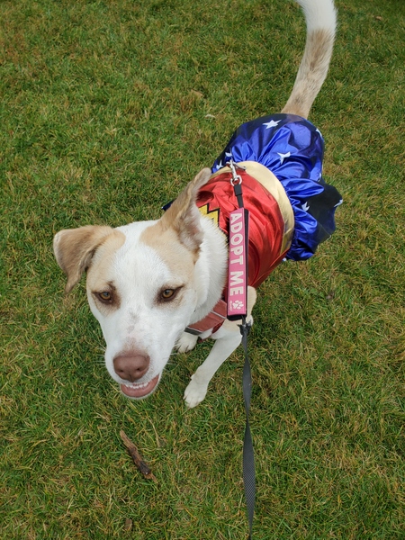 Entry image for Bindi wonder woman. Clicking this image will show a larger photo