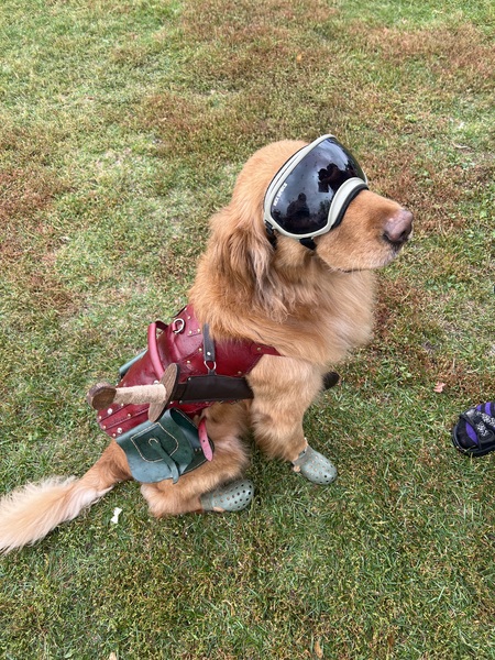 Entry image for Arlo the dragon hunter. Clicking this image will show a larger photo