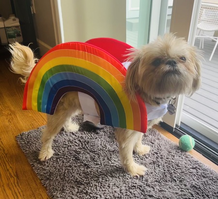 Entry image for Derek as a rainbow 🌈 . Clicking this image will show a larger photo