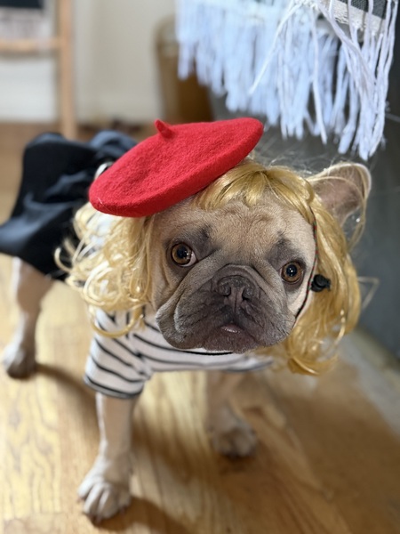 Entry image for Ella the Parisian Frenchie . Clicking this image will show a larger photo