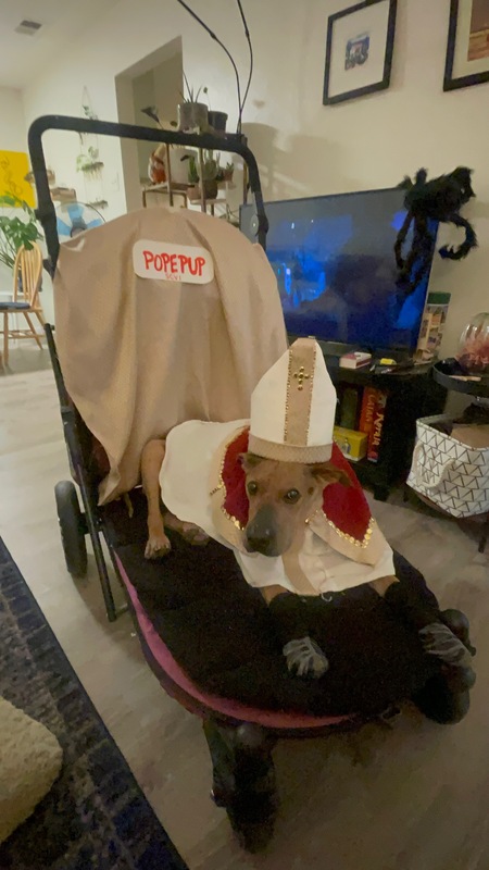 Entry image for Pope Roman . Clicking this image will show a larger photo