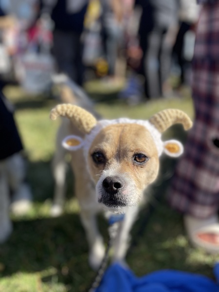 Entry image for Cornbread as a Baaadd Goat. Clicking this image will show a larger photo