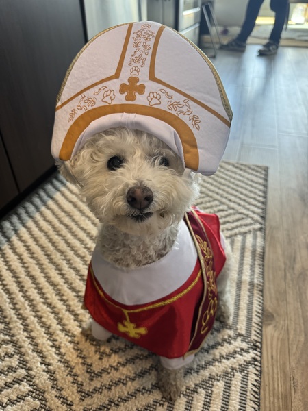 Entry image for Pope Lily . Clicking this image will show a larger photo